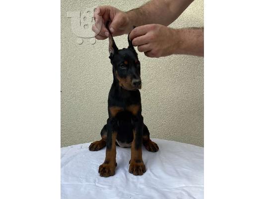 Doberman κουτάβια